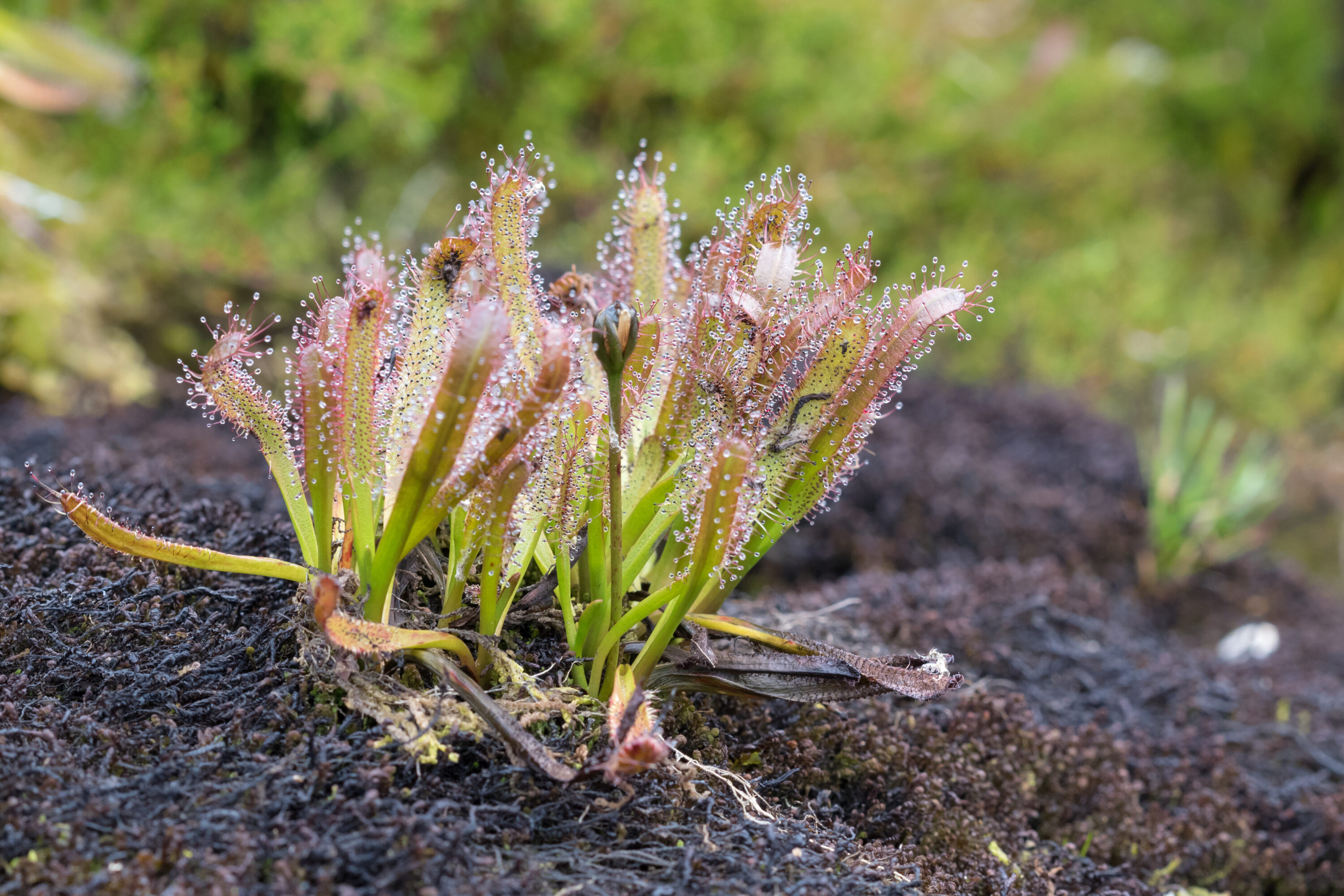 Drosera arcturi
