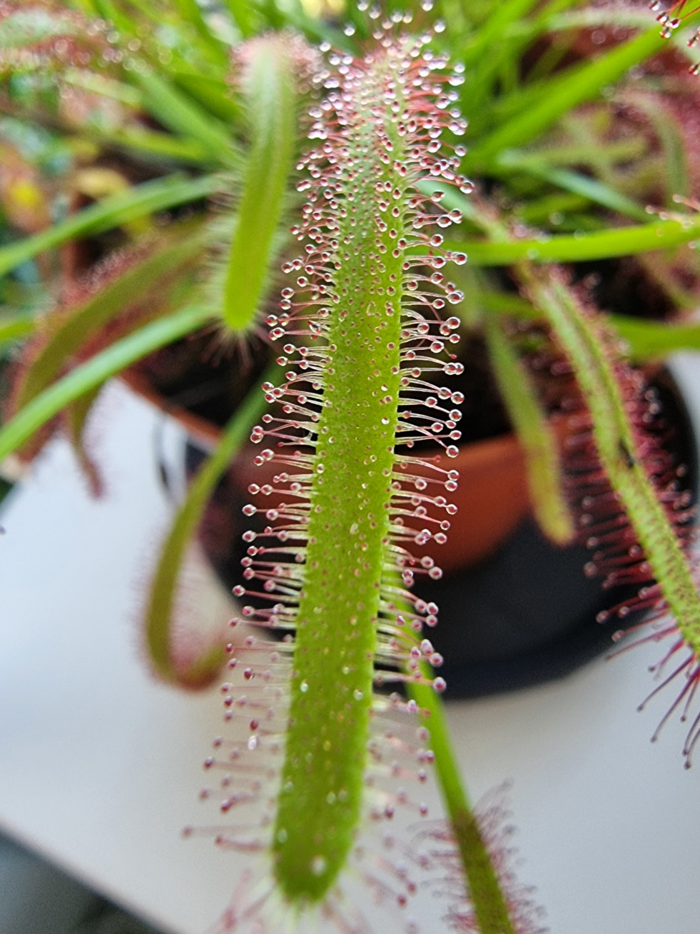 Drosera capensis 1