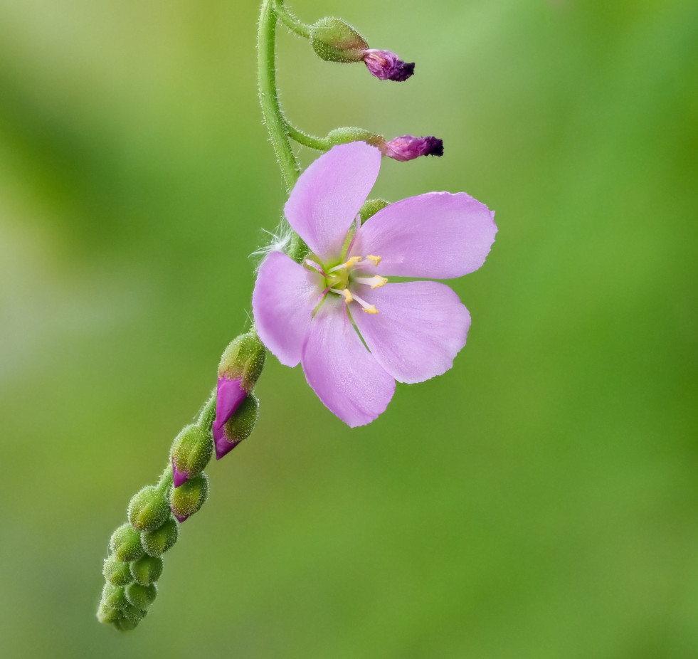 Drosera capensis bloeiwijze