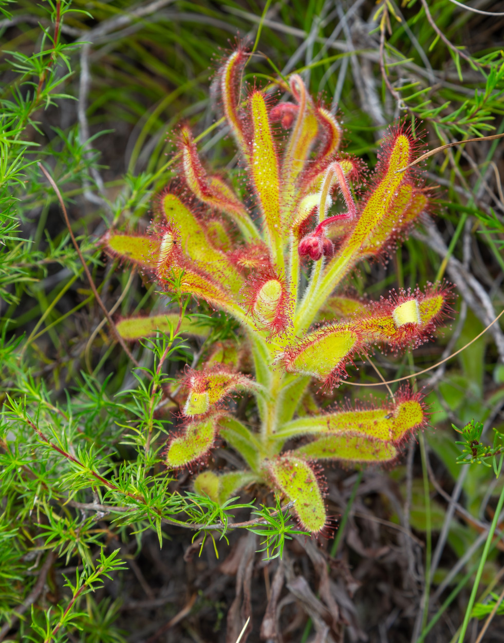 Drosera hilaris