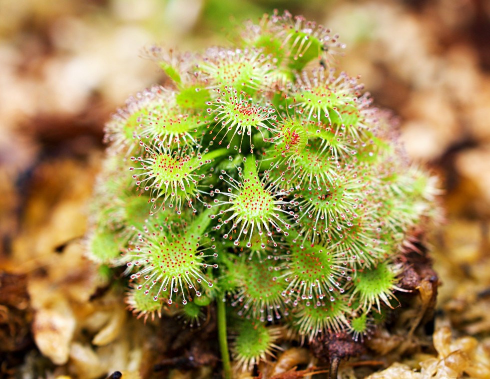 Drosera tokaiensis