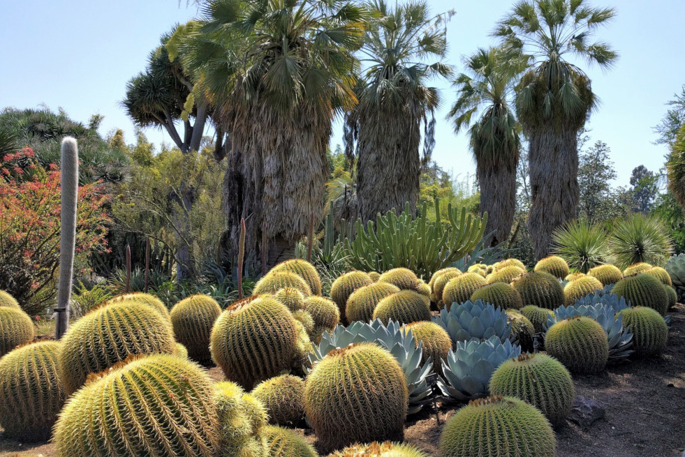 Echinocactus grusonii (schoonmoedersstoel) 2