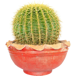 Echinocactus grusonii (schoonmoedersstoel)