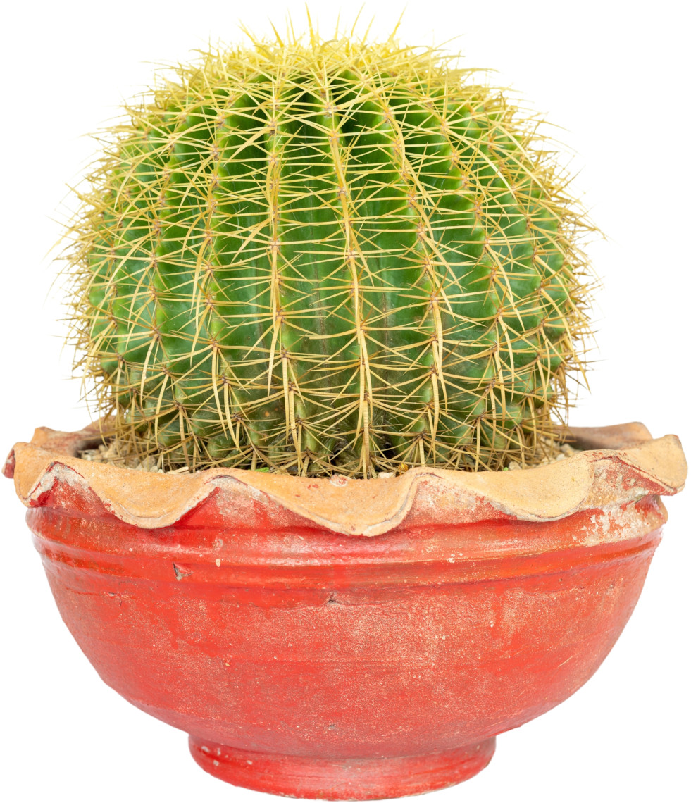 Echinocactus grusonii (schoonmoedersstoel)