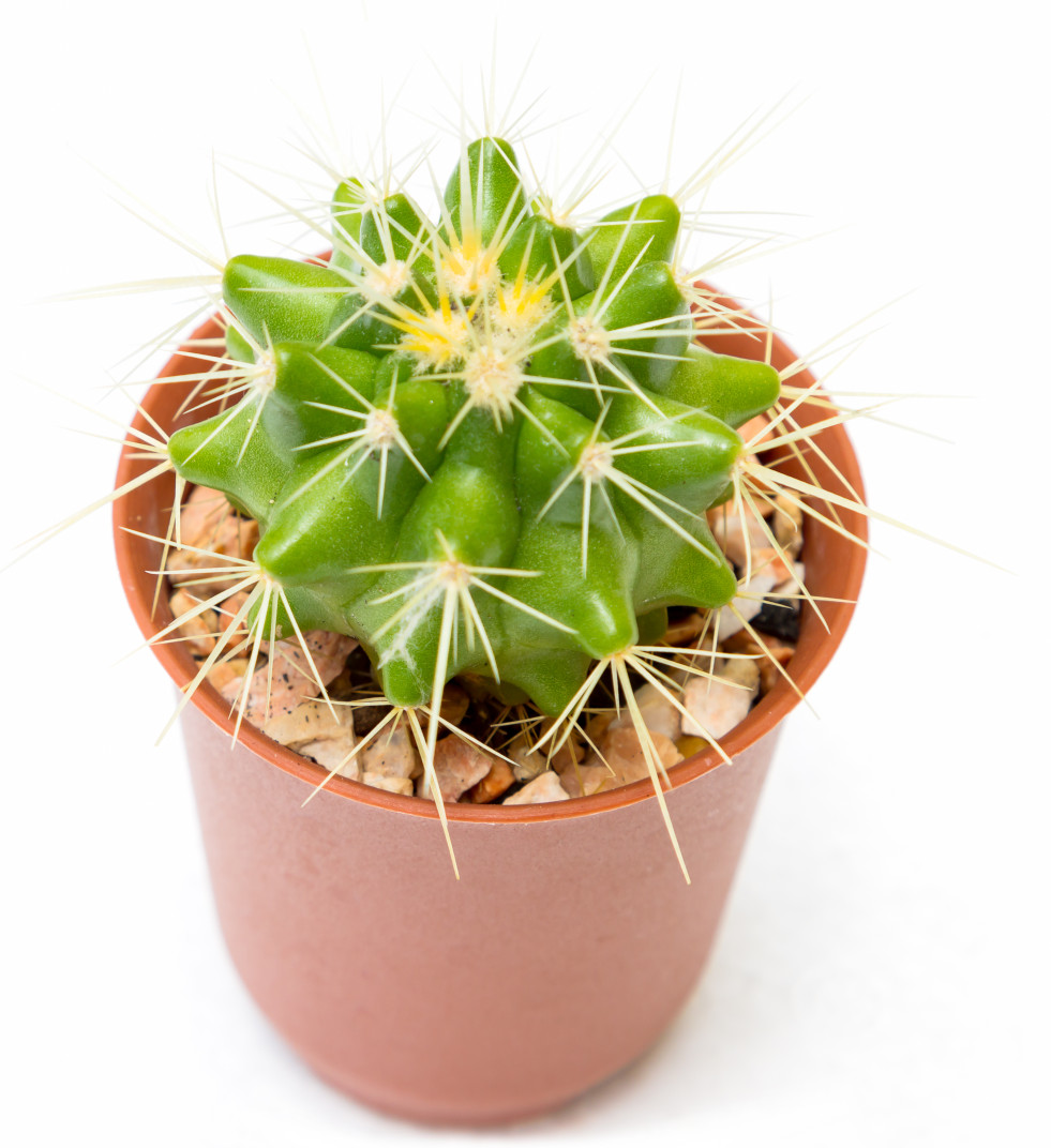 Echinocactus grusonii (schoonmoedersstoel) 4