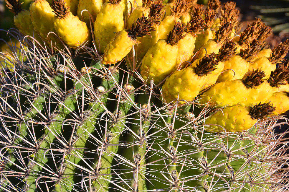 Cactusvijgen Echinocactus grusonii (schoonmoedersstoel)