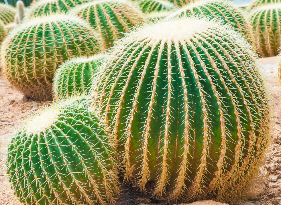 Echinocactus grusonii (schoonmoedersstoel) 3