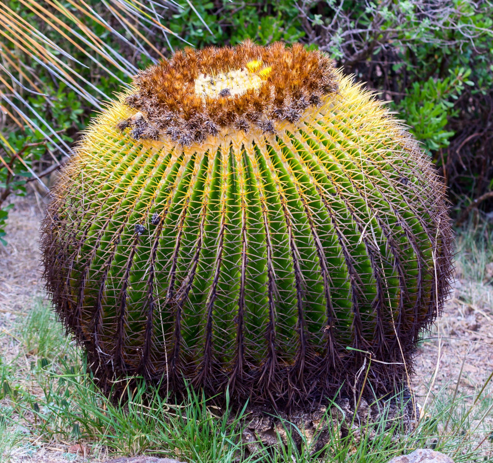 Bloeiende Echinocactus grusonii (schoonmoedersstoel)