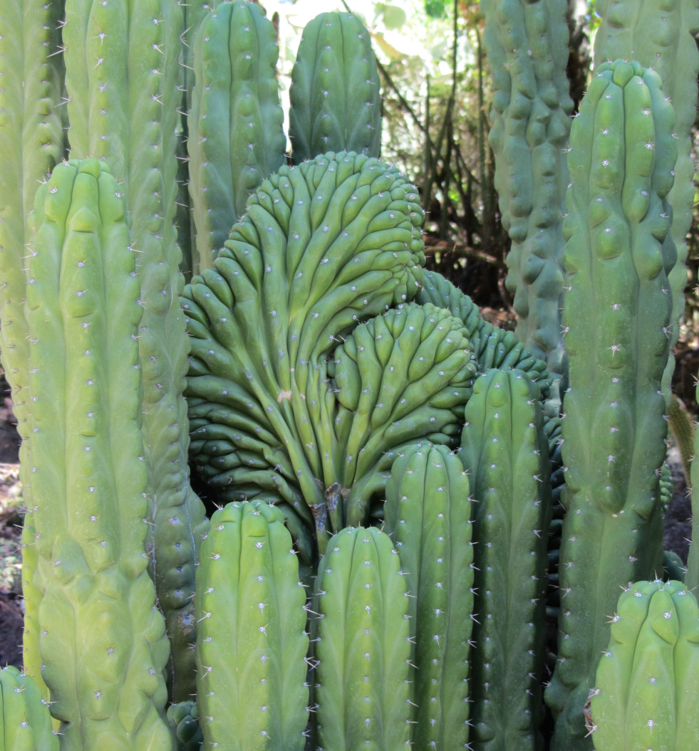 Echinopsis cristaat