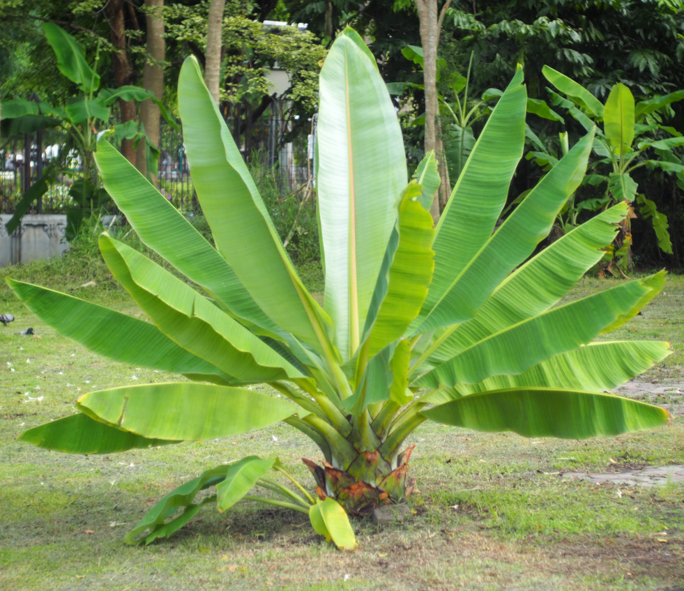 Ensete superbum