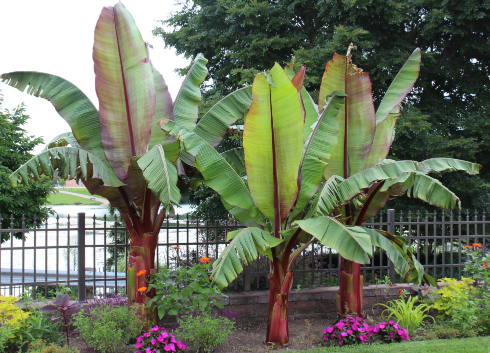 Ensete ventricosum in Wisconsin
