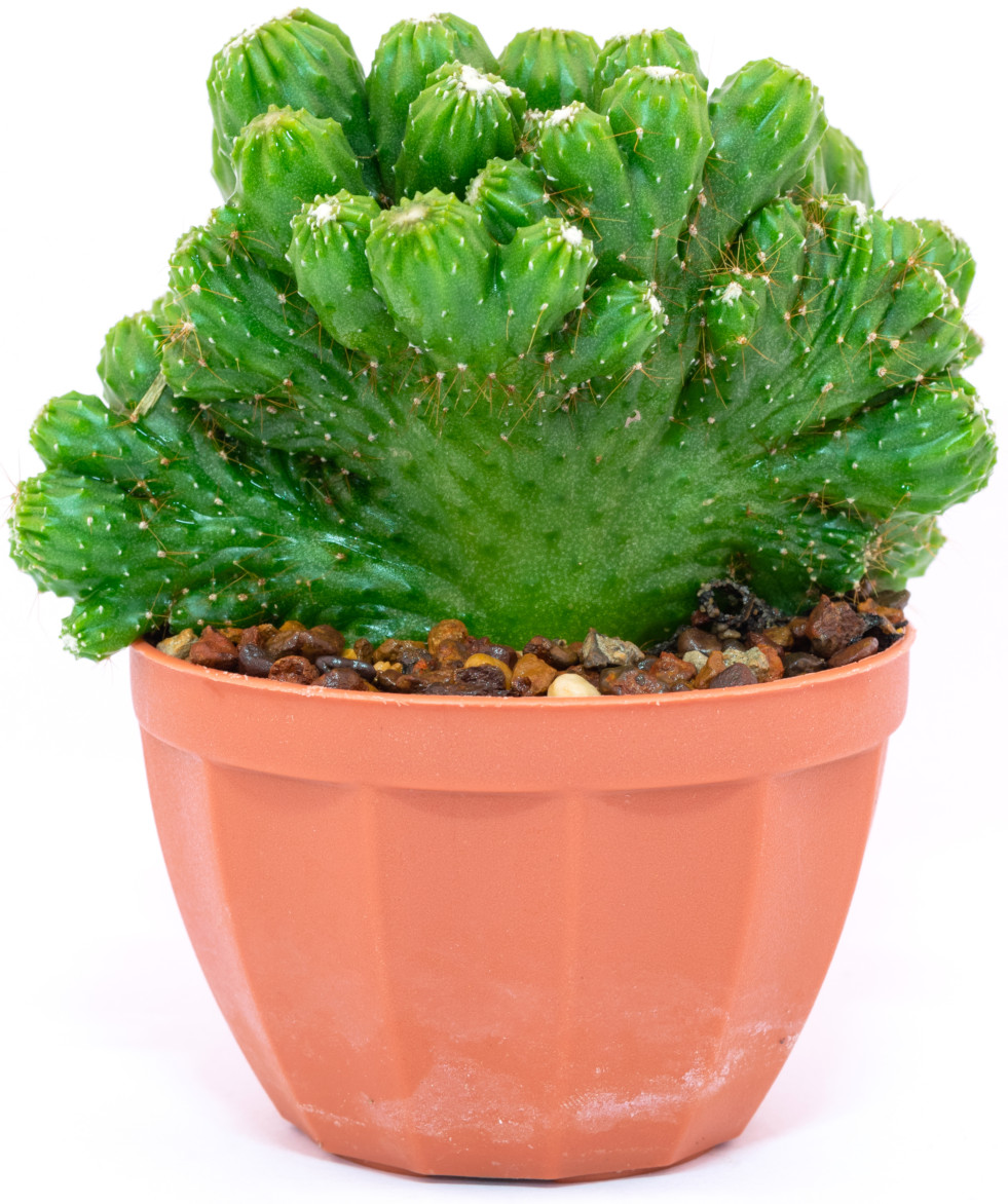 Euphorbia cristaat
