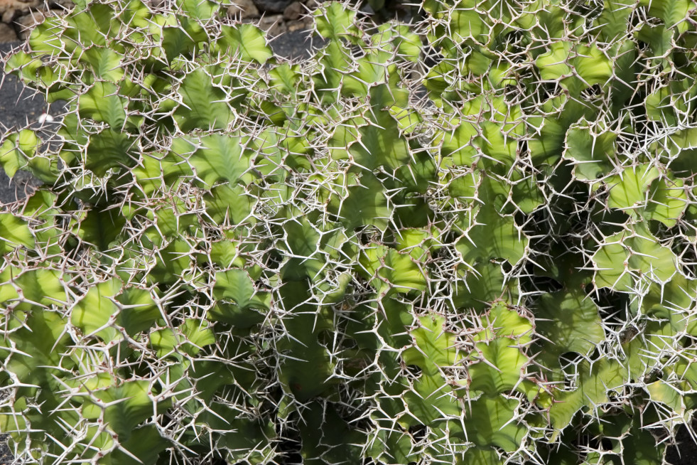 Convergente evolutie bij euphorbia