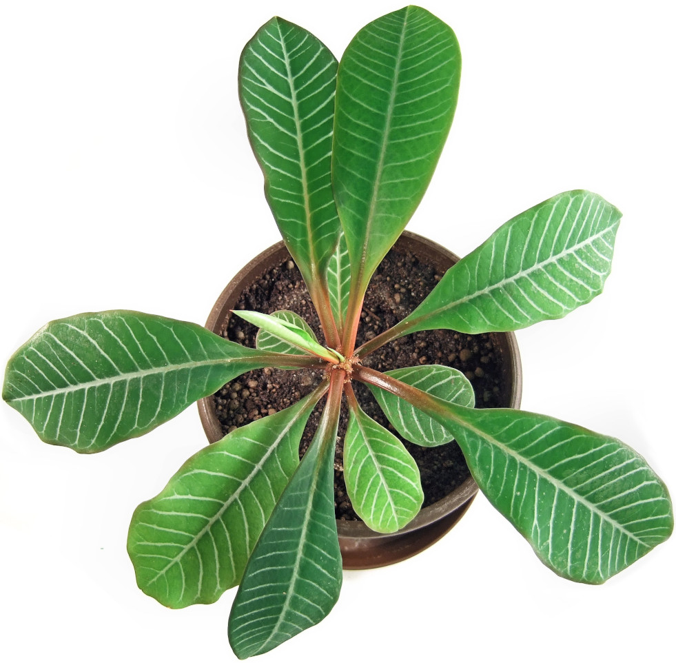 Euphorbia leuconeura witte nerven