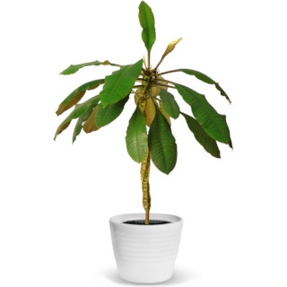 Euphorbia leuconeura