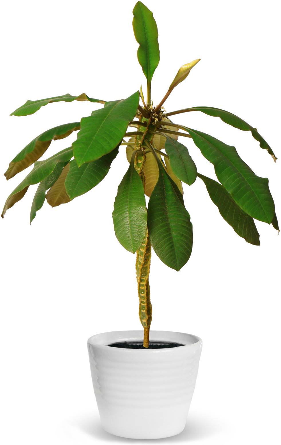 Euphorbia leuconeura
