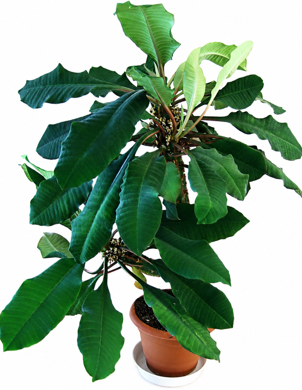 E. leuconeura, ouder exemplaar, vertakt