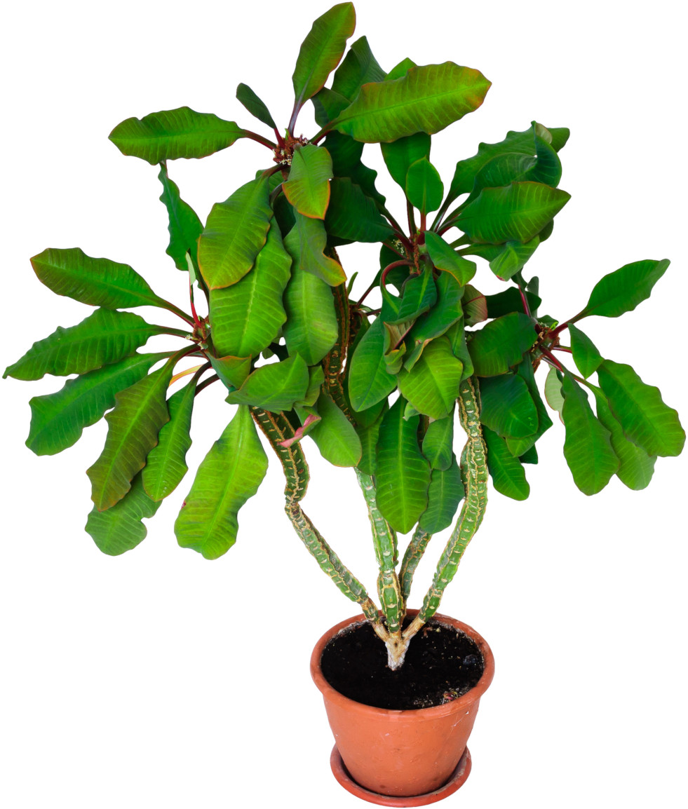 Madagascar Jewel