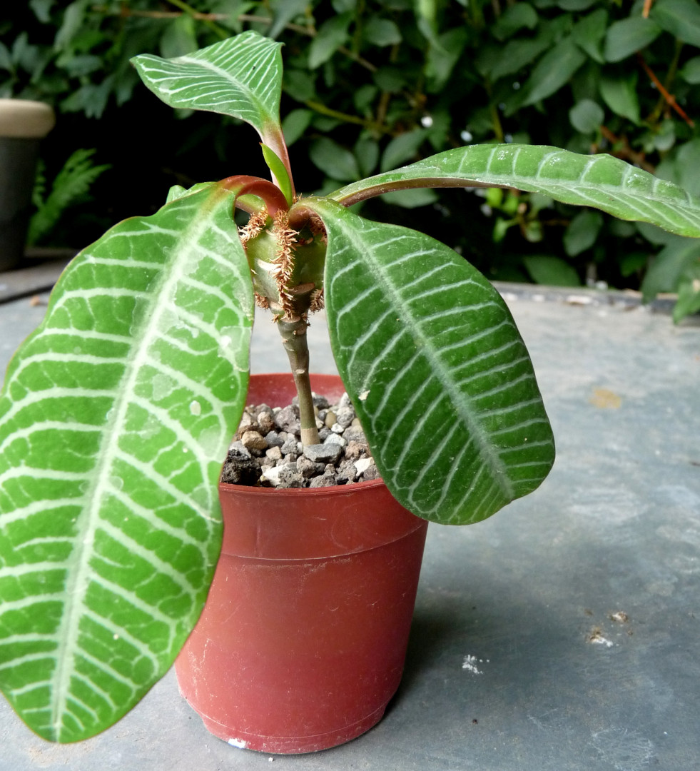 Zaaling euphorbia leuconeura