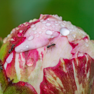 Extraflorale nectar