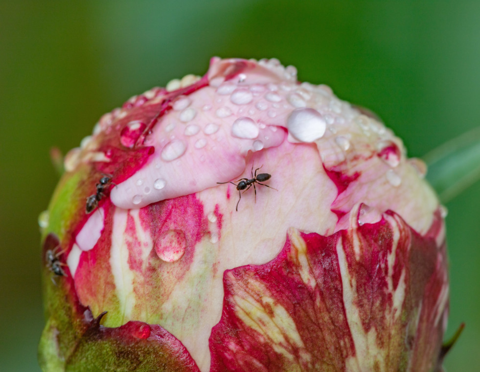 Extraflorale nectar bij pioenroos