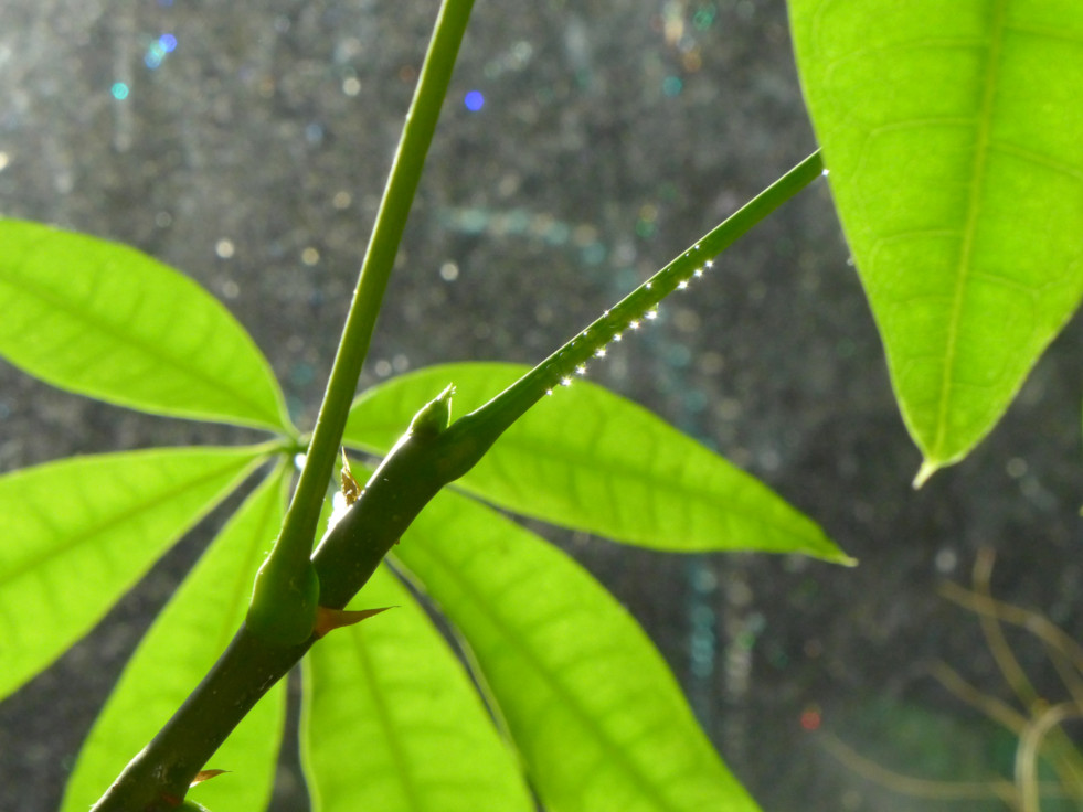 Extraflorale nectar bij Pachira aquatica