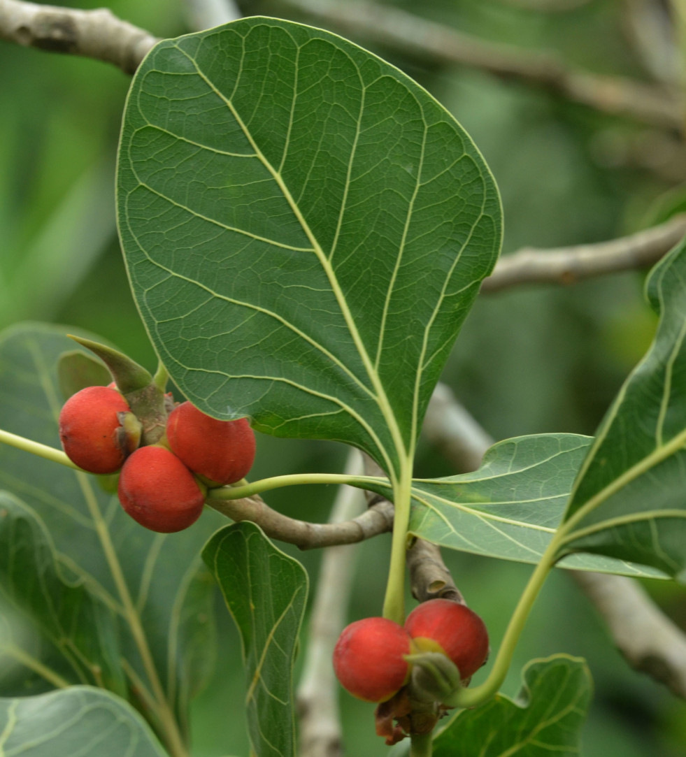 Vijgen van Ficus benghalensis