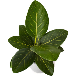 Ficus benghalensis