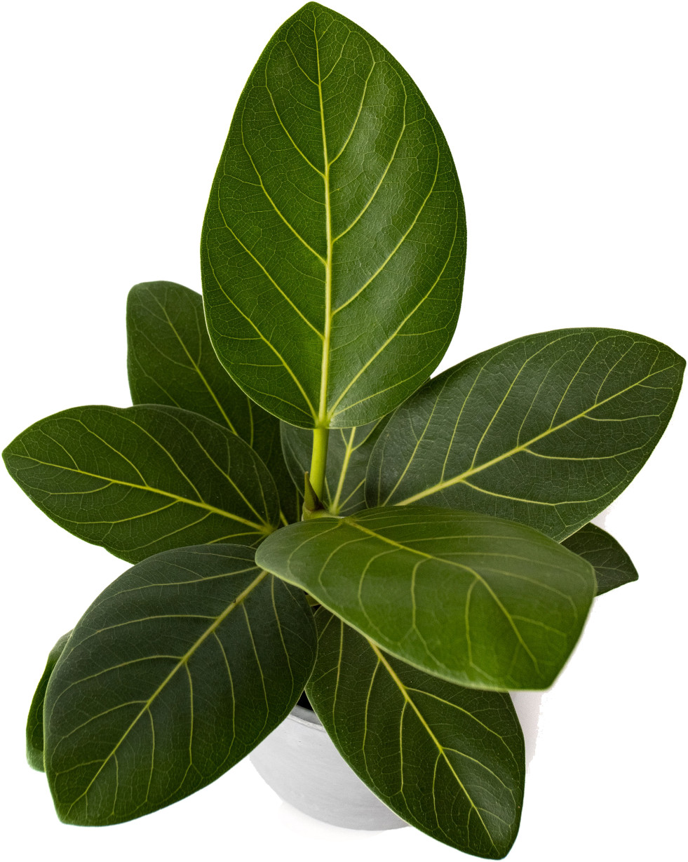 Ficus benghalensis (banyan of Bengaalse vijg)
