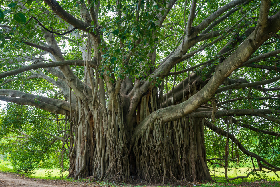 Ficus benghalensis volgroeid