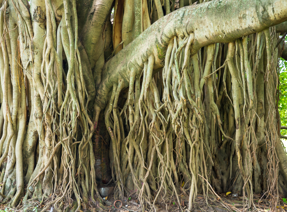 Ficus benghalensis wortels