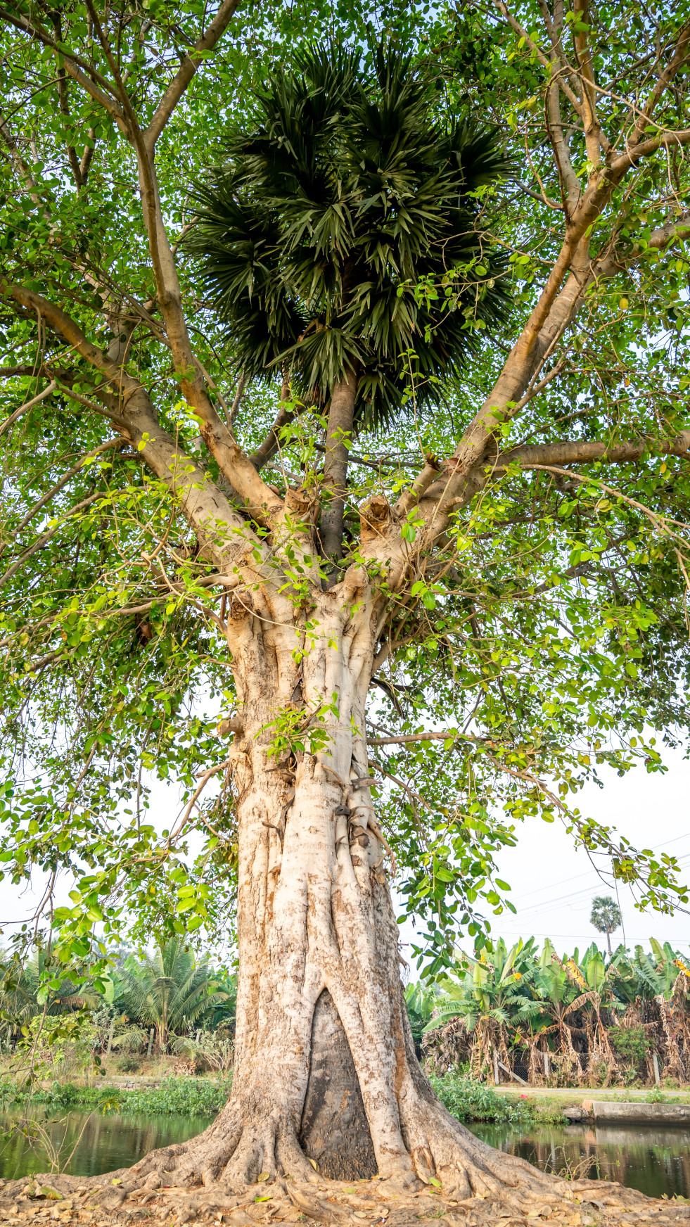 Ficus benghalensis en waaierpalm
