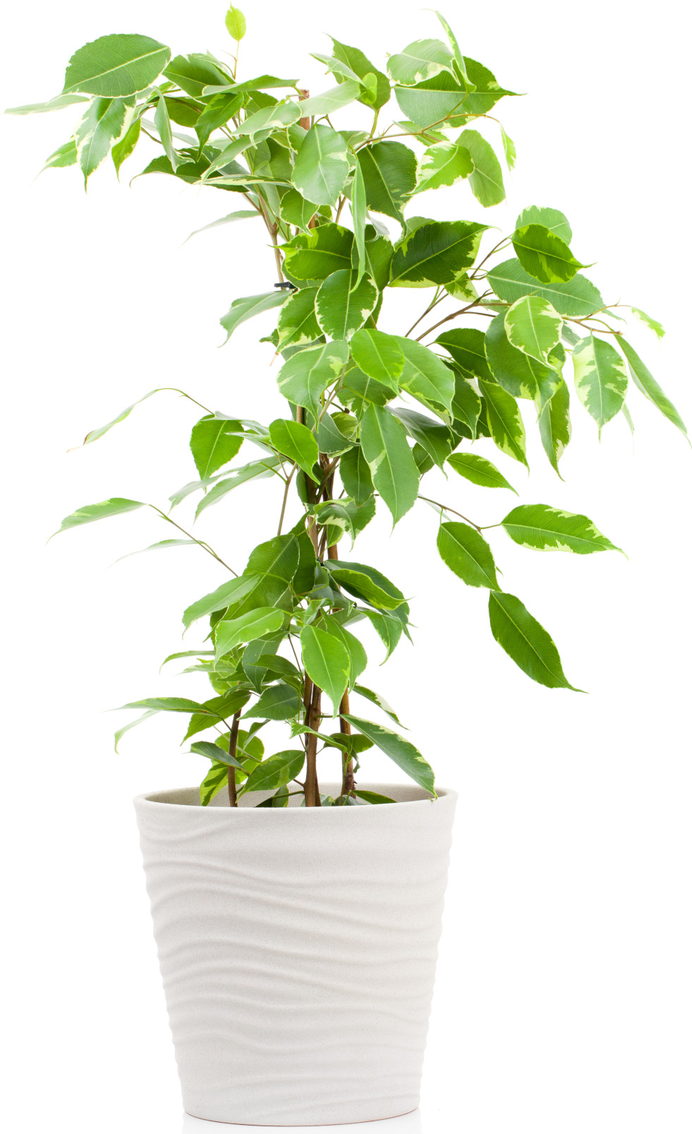 Ficus benjamina 4