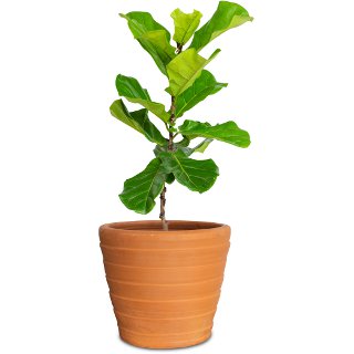 Ficus lyrata (vioolbladplant)