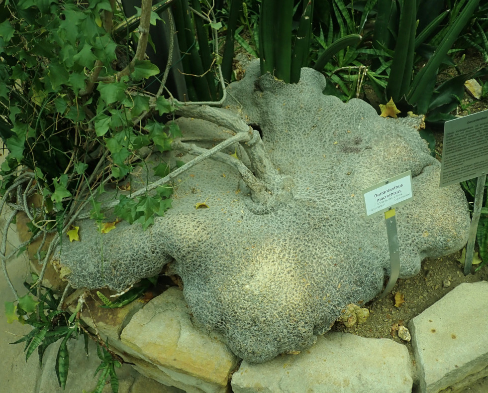 Gerrardanthus macrorhizus caudex