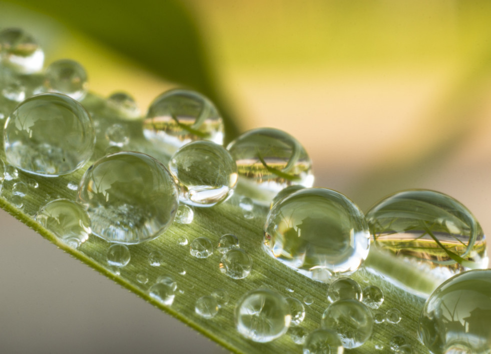 Waterdruppels op gras