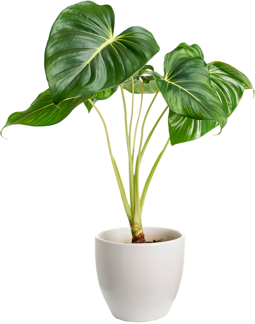 Homalomena lindenii