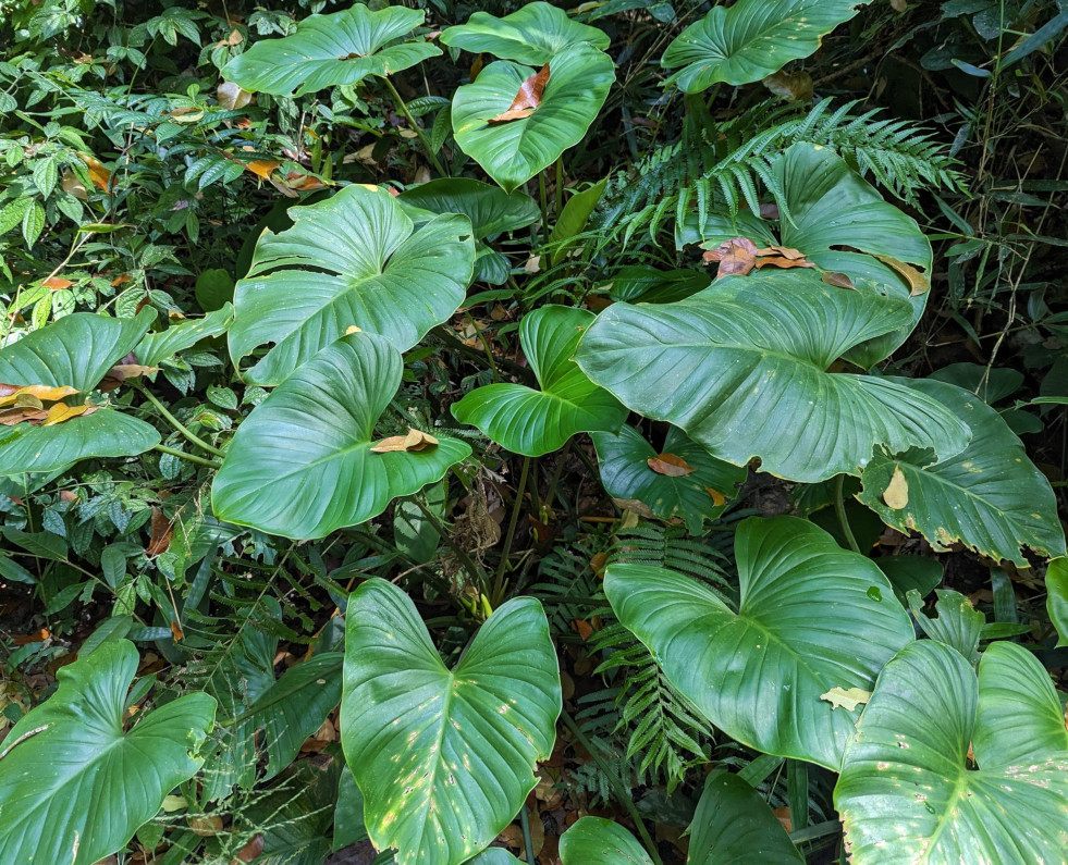Homalomena philippinensis