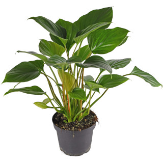 Homalomena