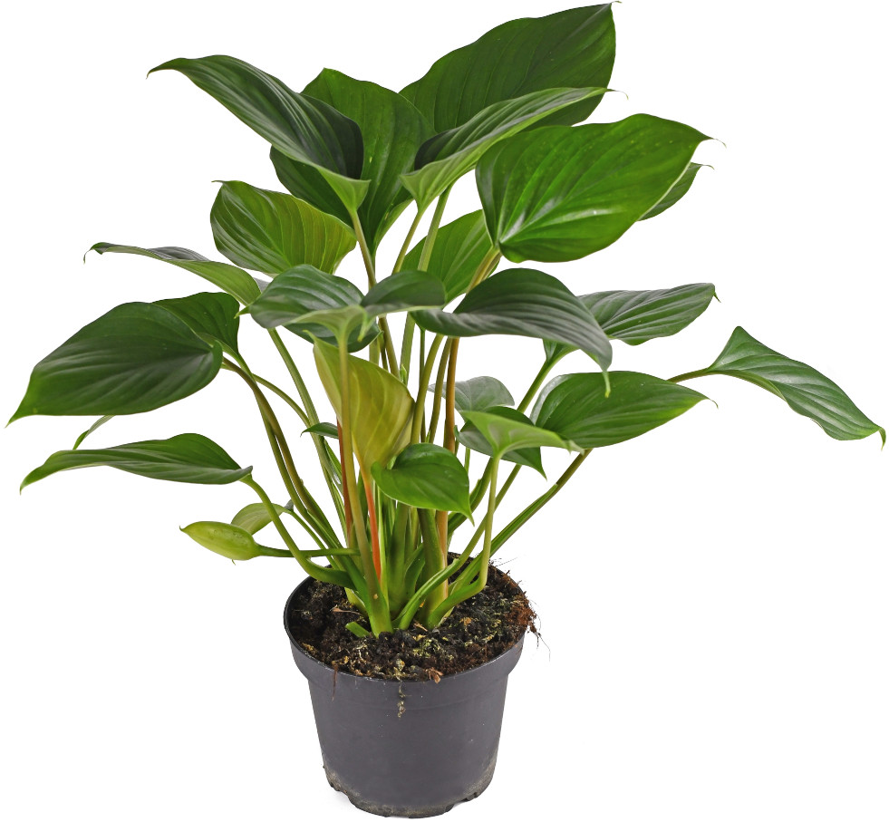 Homalomena rubescens 'Emerald Gem'