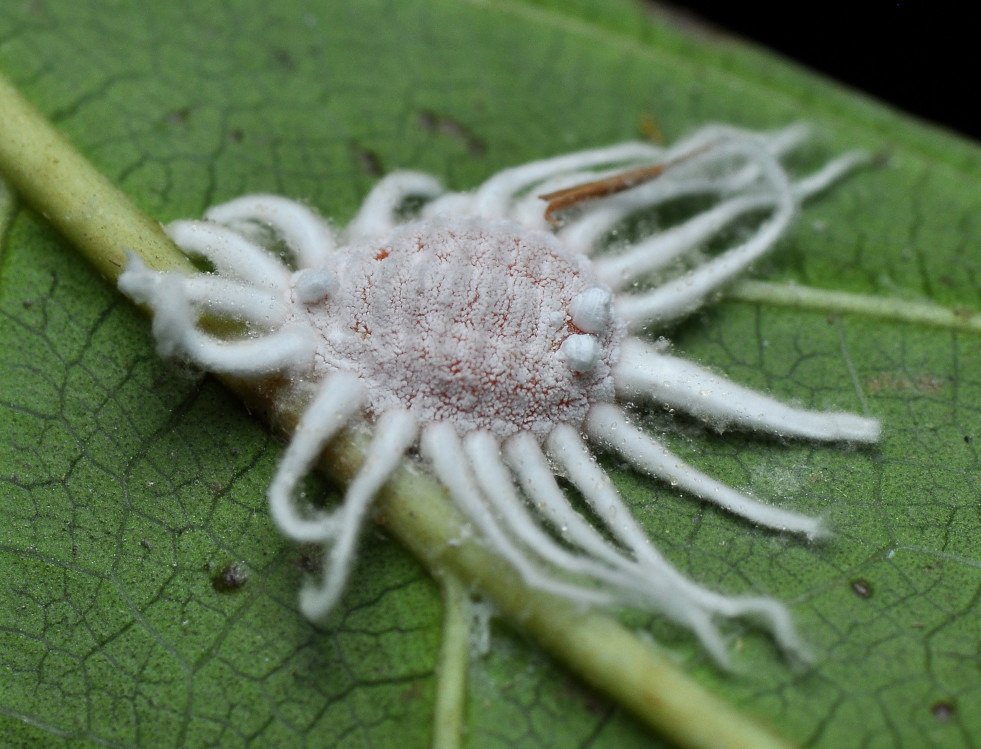 Icerya