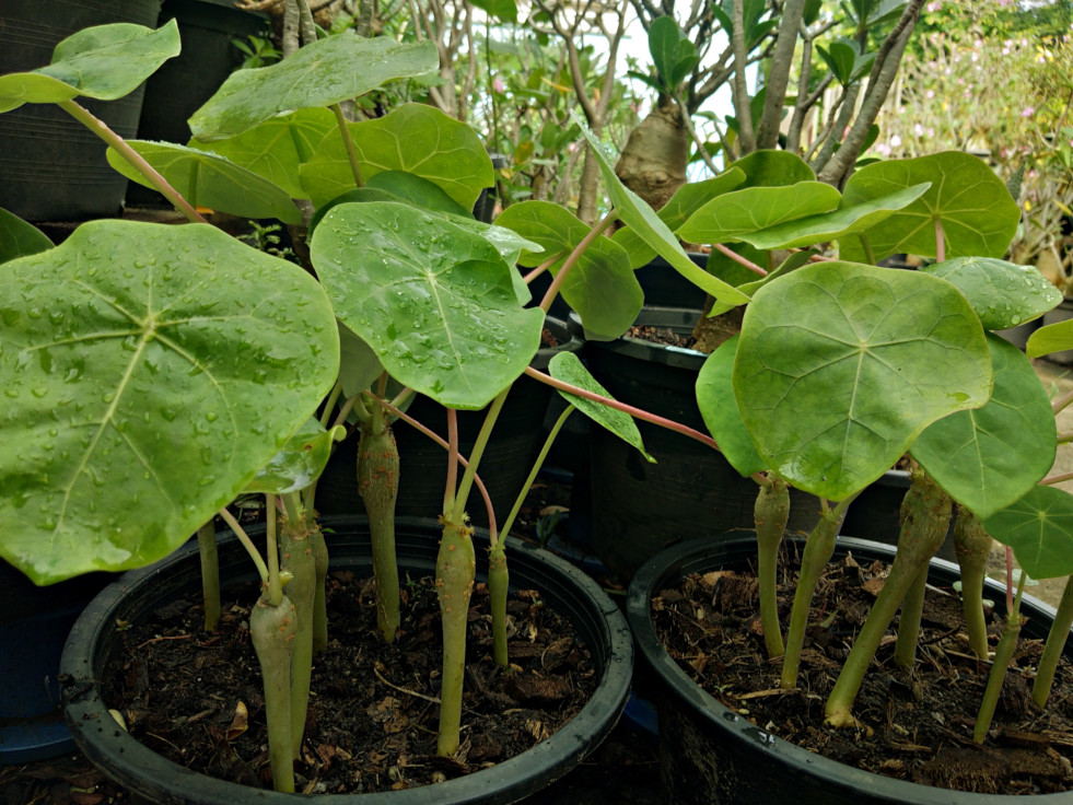 Kiemplanten Jatropha podagrica