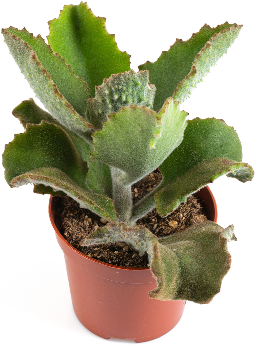 Kalanchoë beharensis 3