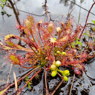 Drosera (zonnedauw)