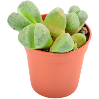Lithops (levende steentjes)
