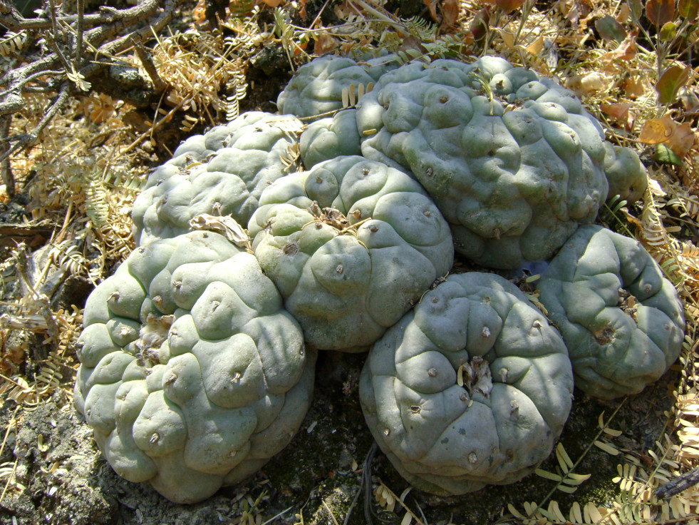 Lophophora diffusa, de valse peyote