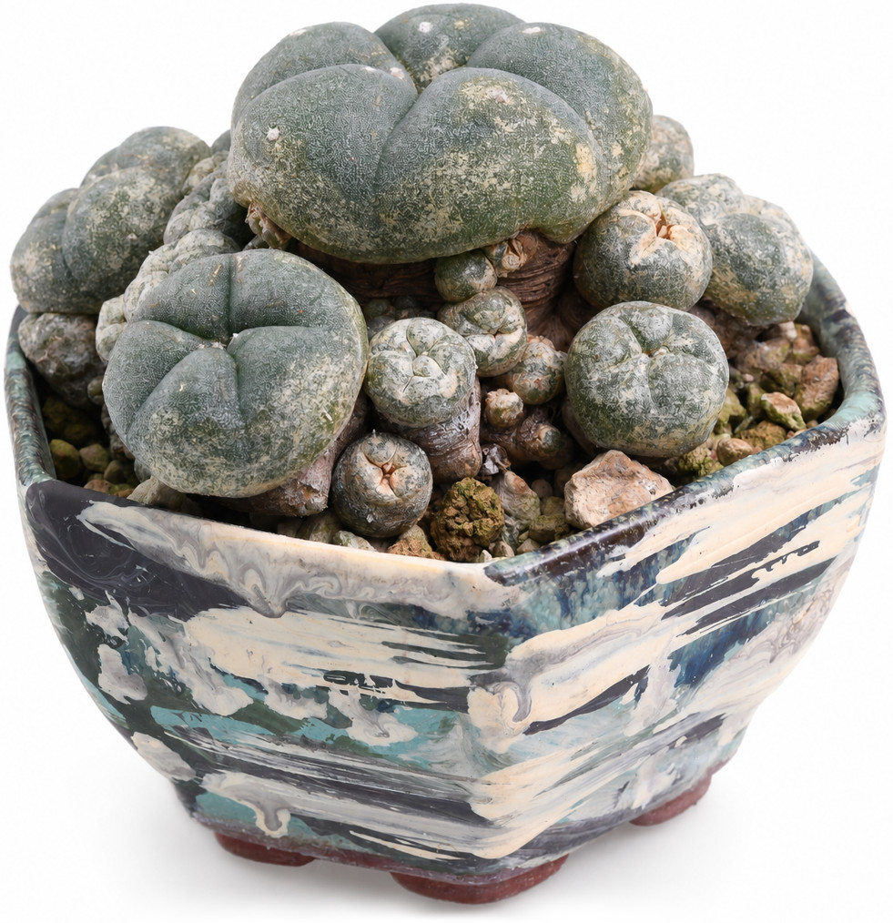 Peyotecactus in pot