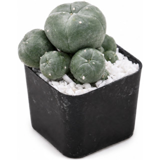 Peyote (Lophophora williamsii)