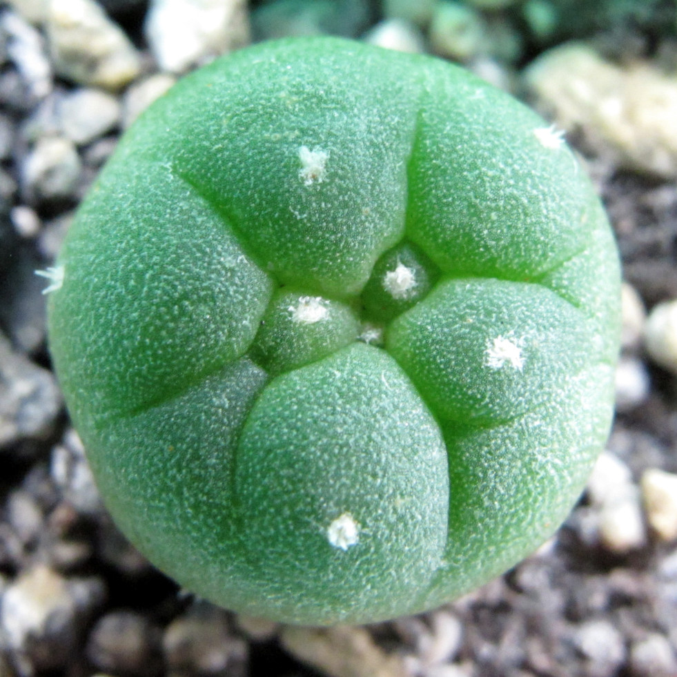 Kiemplant peyote
