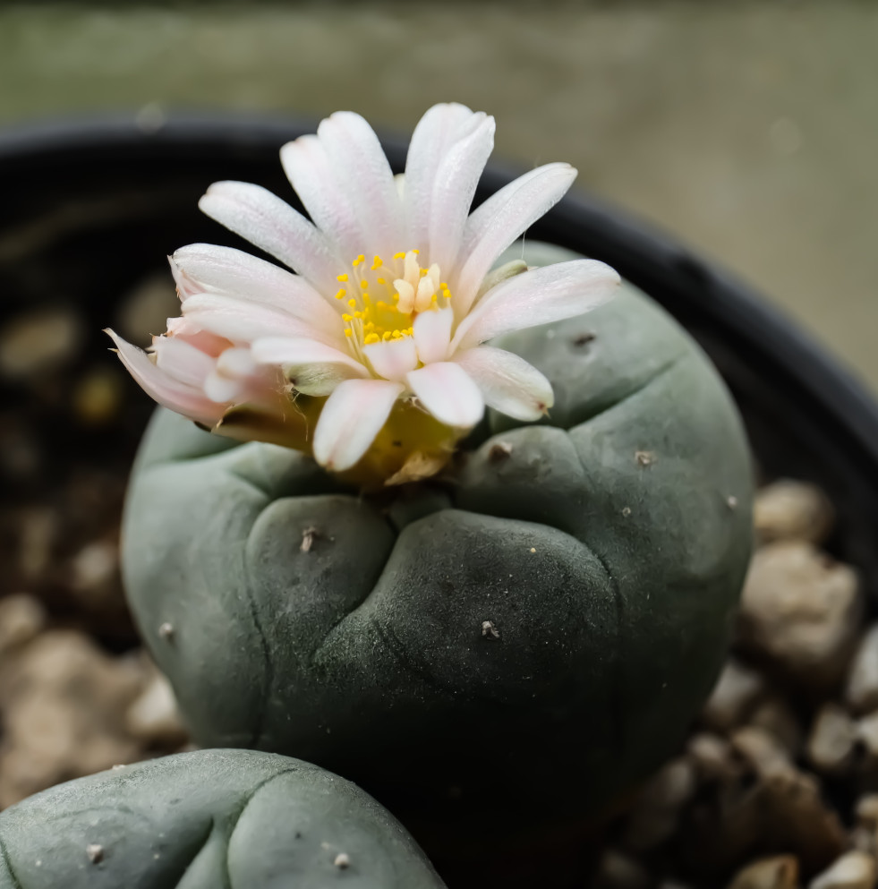 Bloeiwijze Lophophora williamsii (peyotecactus)